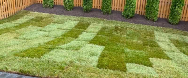 Lawn Replacement near Grapevine